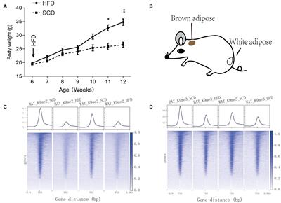 Integrated Multiomic Analysis Reveals the High-Fat Diet Induced Activation of the MAPK Signaling and Inflammation Associated Metabolic Cascades via Histone Modification in Adipose Tissues